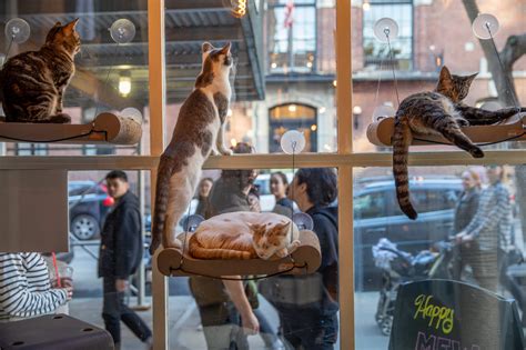 brooklyn cat cafe reviews|rent a cat nyc.